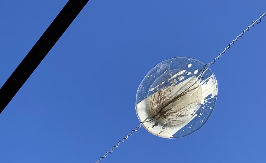 Verre et empreinte végétale