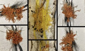 Oeuvre de verre et empreinte végétale